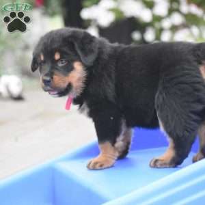 Adina, Rottweiler Mix Puppy